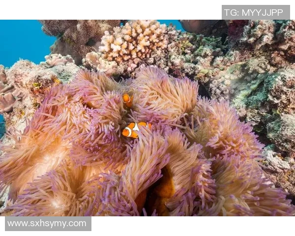 探索阿拉巴的魅力与文化底蕴，揭开这片土地的神秘面纱