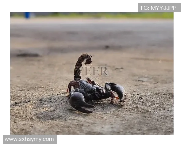 黑蝎子与泰国通用装备的较量：谁能在战场上胜出并主宰未来战局